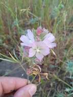 Слика од Sidalcea hirsuta A. Gray