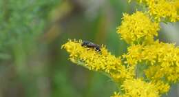 Image of Philanthus lepidus Cresson 1865