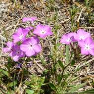 Image of annual phlox