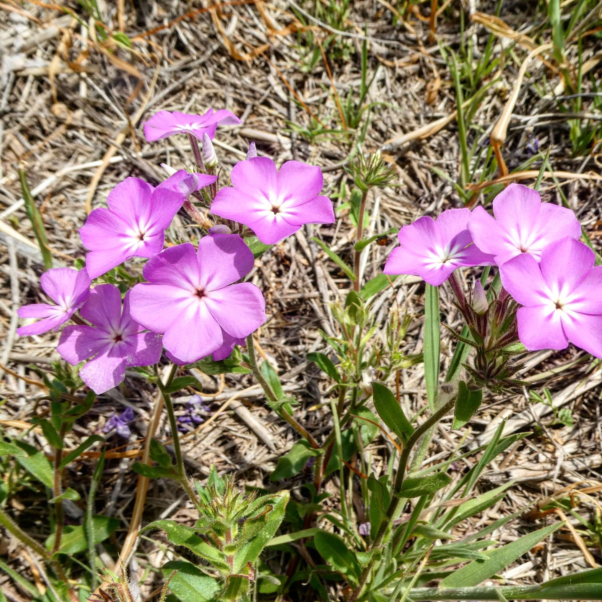 Image of annual phlox