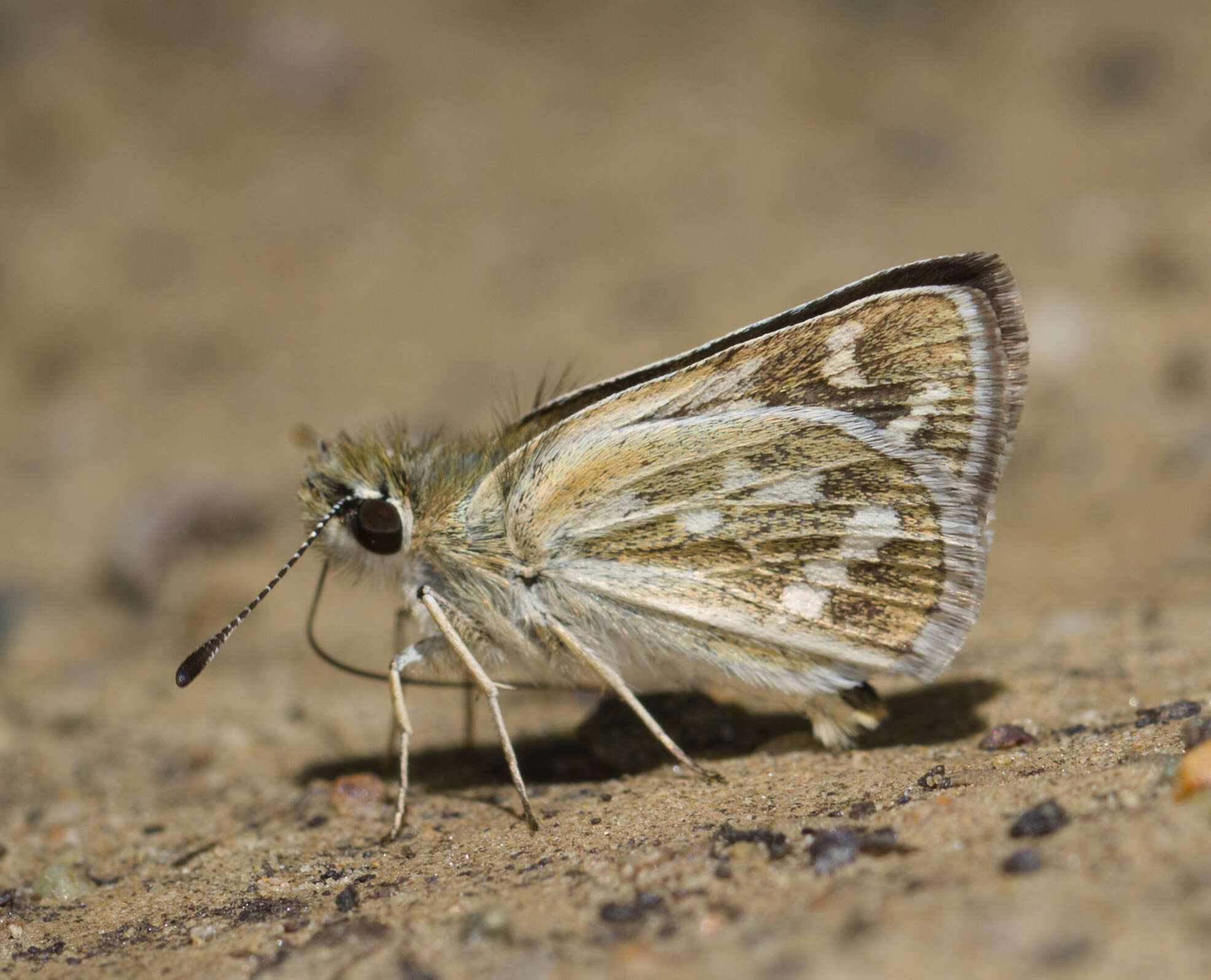 Image of Taractrocera danna Moore 1865