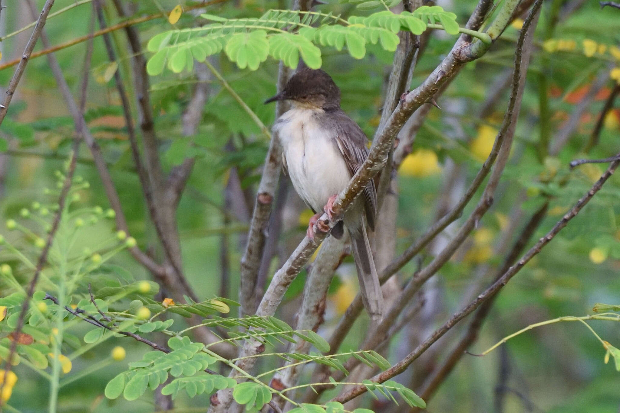 Image of Jungle Prinia