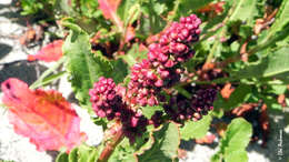 Imagem de Rumex maricola Remy