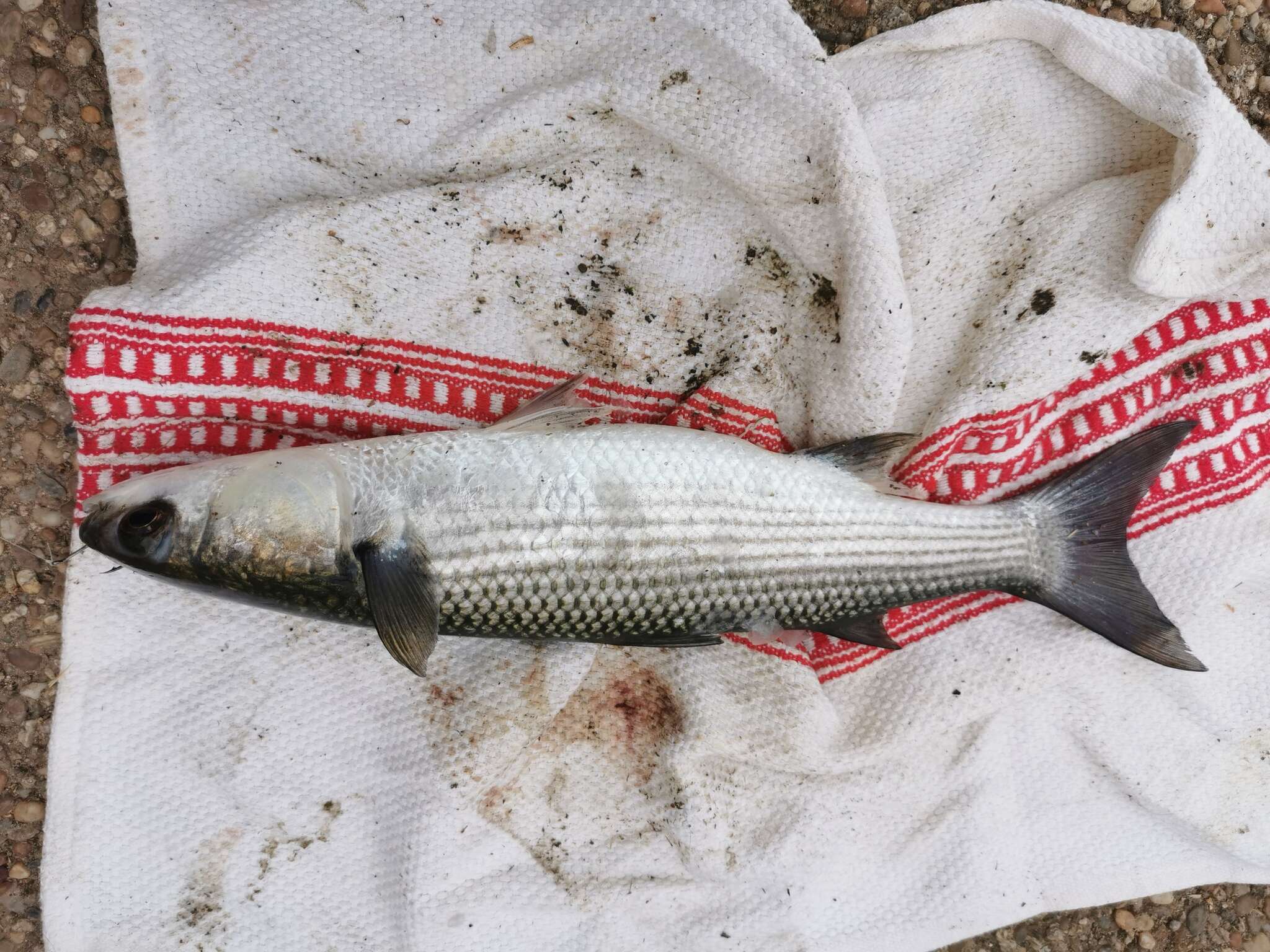 Image of Grey Mullet