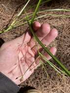 Image of Short-Beak Beak Sedge