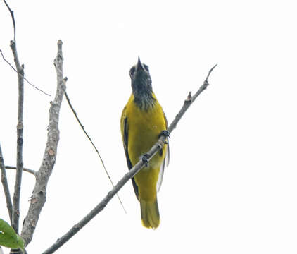 Image of Black-hooded Oriole