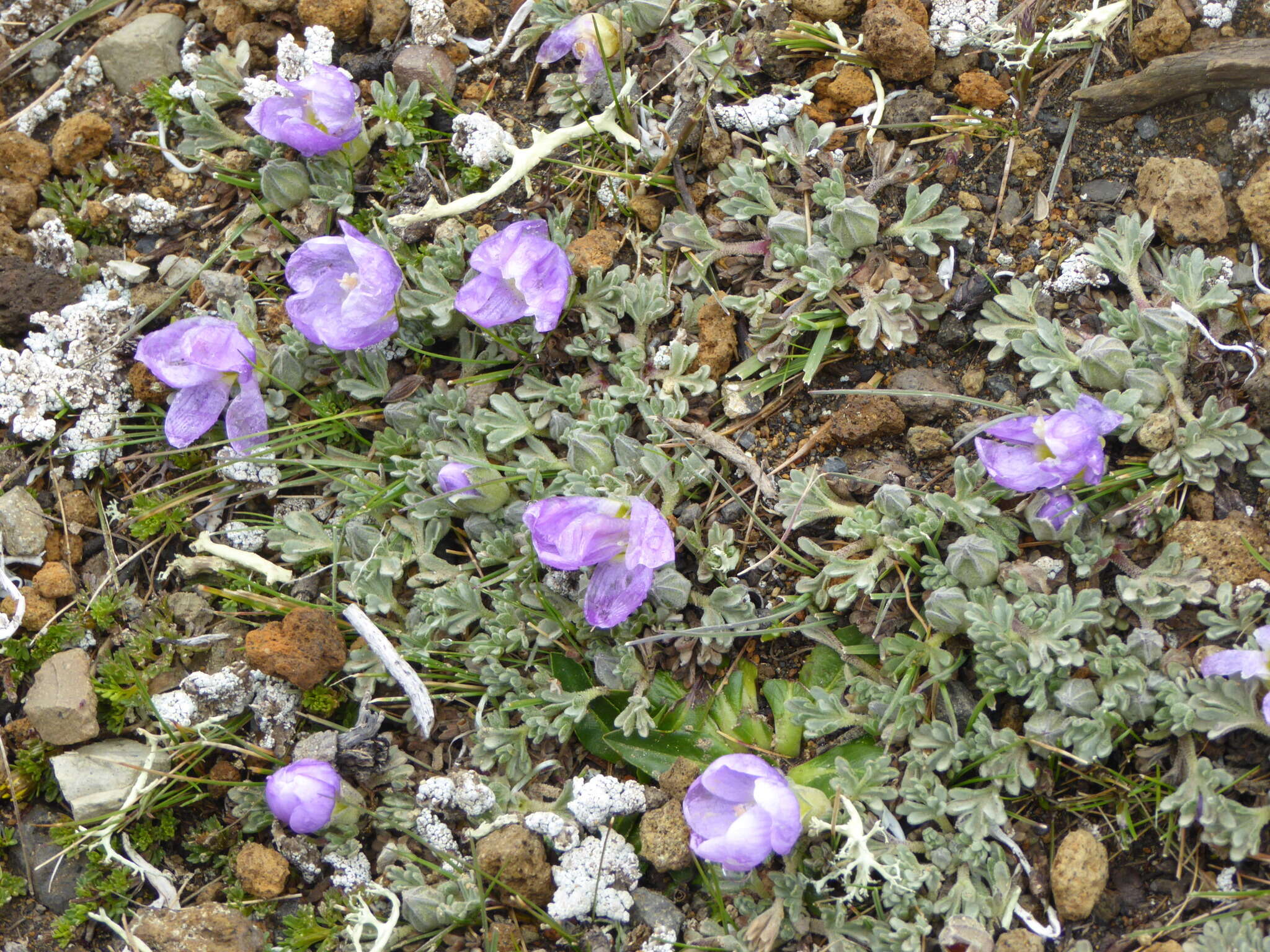 Image of Nototriche phyllanthos (Cav.) A. W. Hill