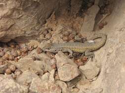 Image of Hellmich's Tree Iguana