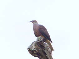 Image of Barking Imperial Pigeon