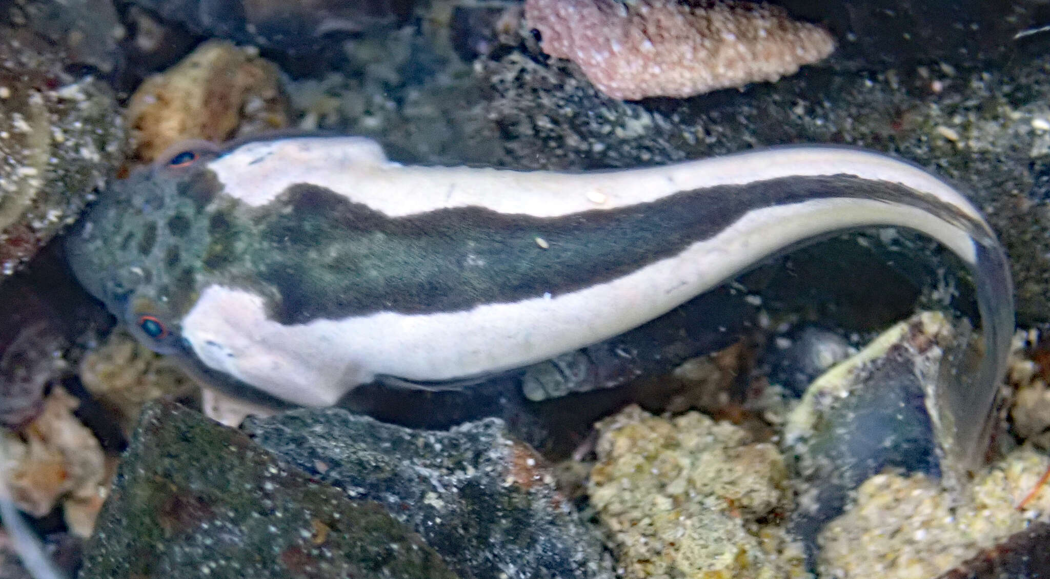 Image of New Zealand lumpfish