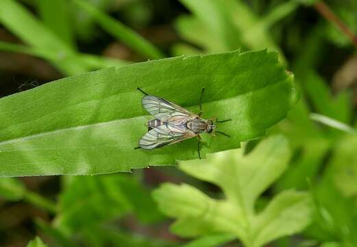 Image of Rhagio vitripennis