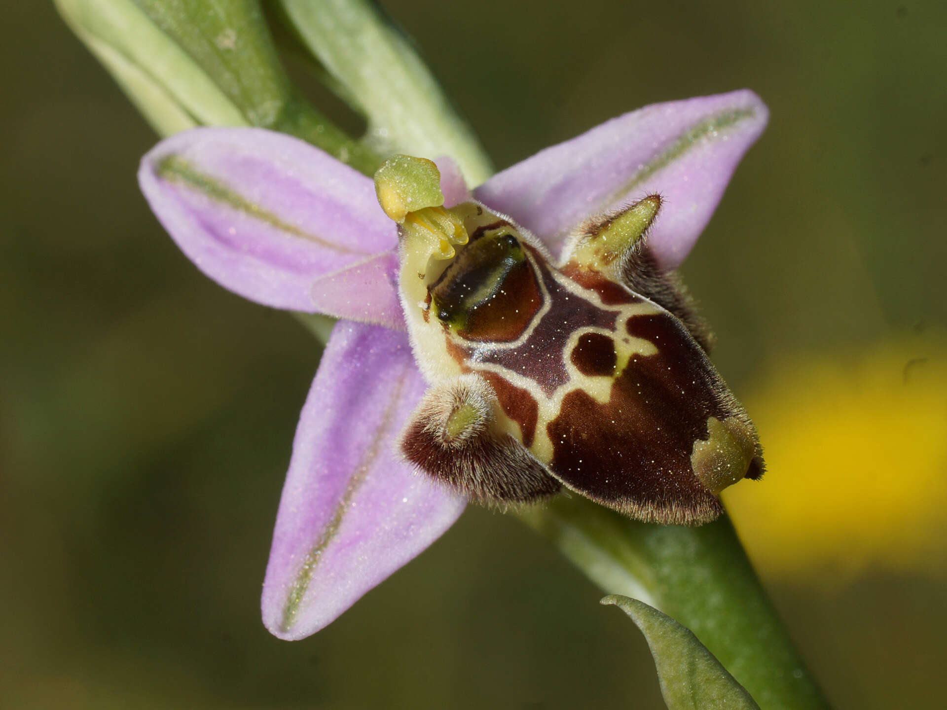 Image of Ophrys fuciflora subsp. candica E. Nelson ex Soó