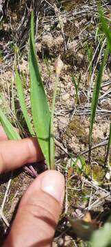 Allium moly subsp. glaucescens resmi