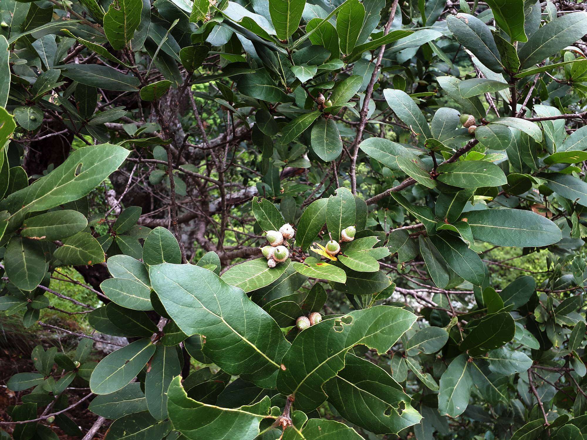 Image of Quercus aristata Hook. & Arn.