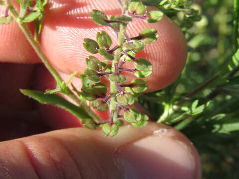 Image of shaggyfruit pepperweed