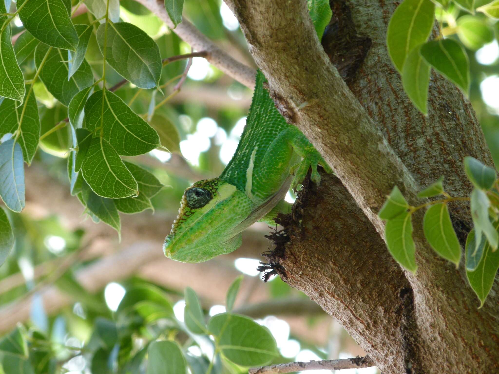 Image of Cuban Giant Anole