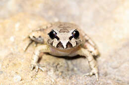 Image of Grey Barred Frog