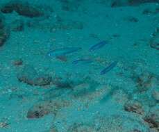 Image of Blacktail goby