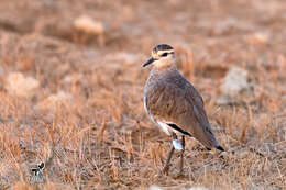 Image of Sociable Lapwing