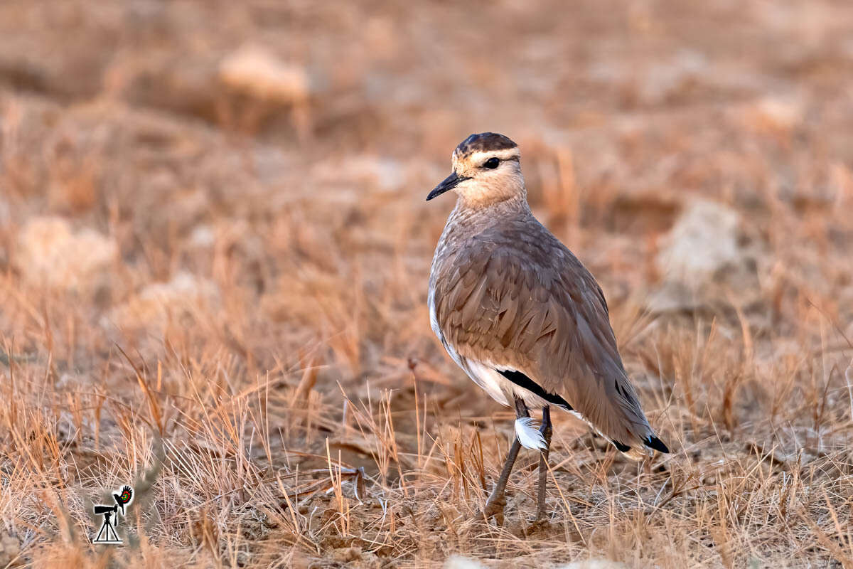 Image of Sociable Lapwing