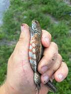 Image of Red-sided Curly-tailed Lizard