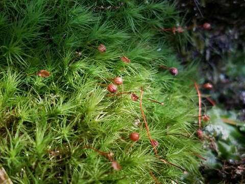 Image of Apple moss