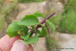 Слика од Aeollanthus parvifolius Benth.