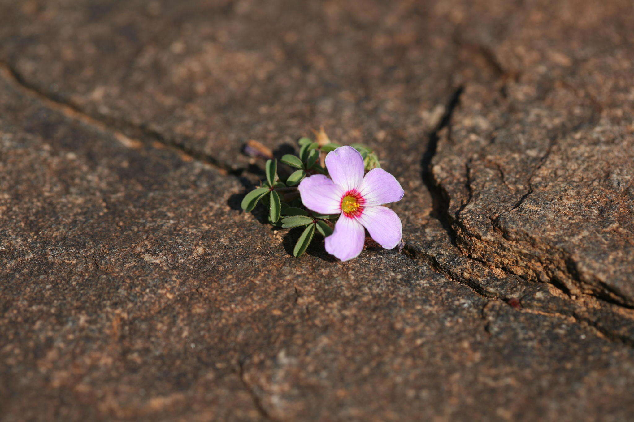 Sivun Oxalis callosa Knuth kuva