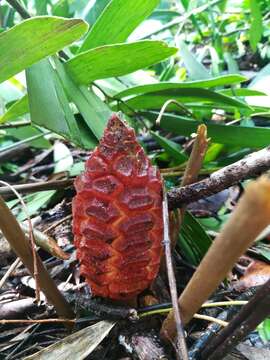 Image of Cycad