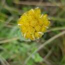 Imagem de Helichrysum subluteum Burtt Davy