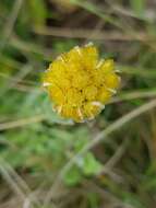 Imagem de Helichrysum subluteum Burtt Davy