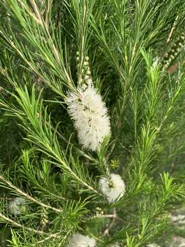 صورة Melaleuca armillaris subsp. armillaris