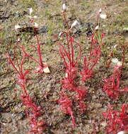 Imagem de Drosera alba Phill.