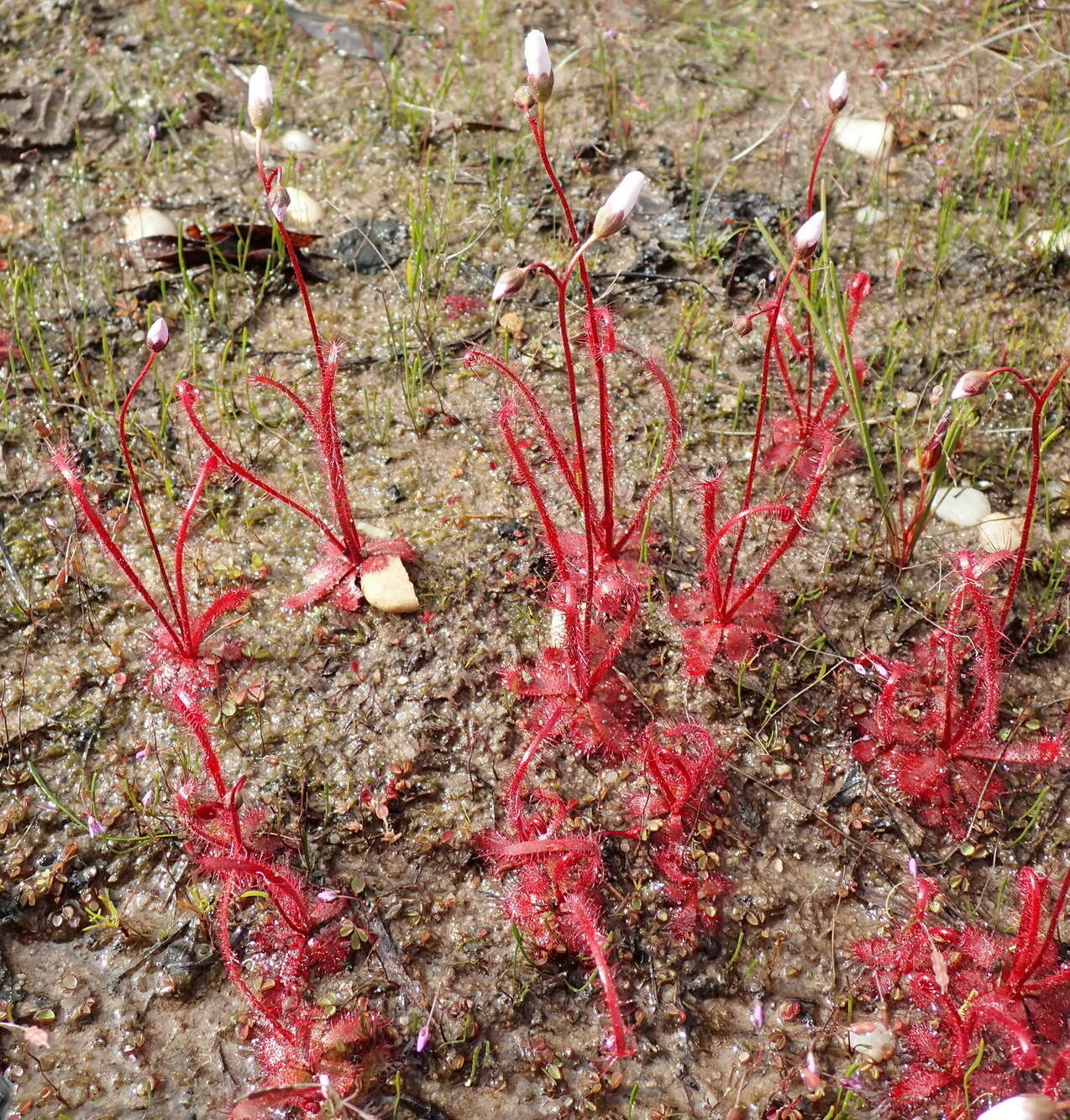 Imagem de Drosera alba Phill.