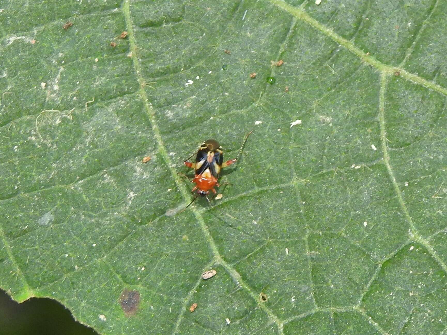 Image of Horciasisca insignis Carvalho 1976