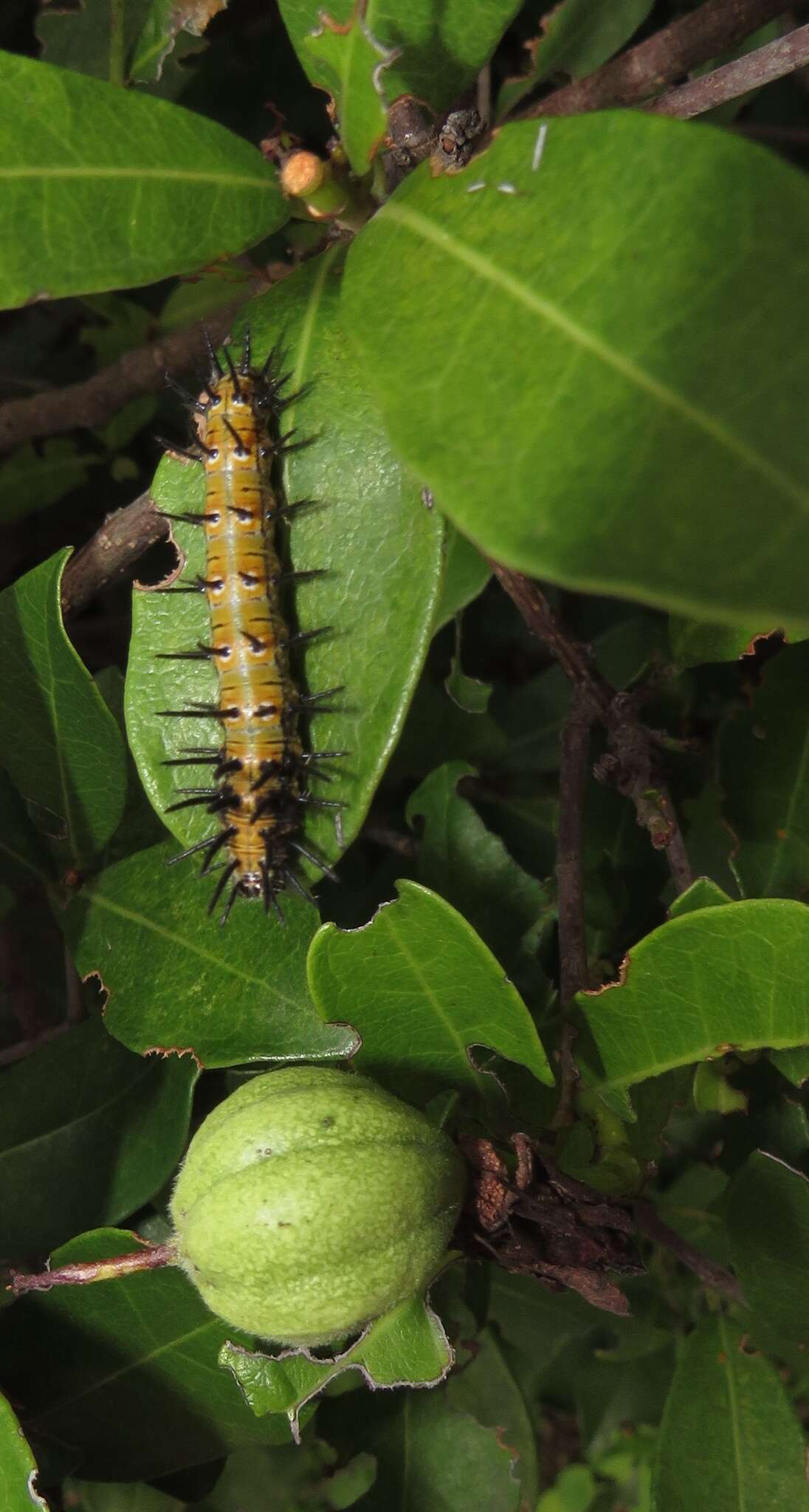 Image of Xylotheca kraussiana Hochst.