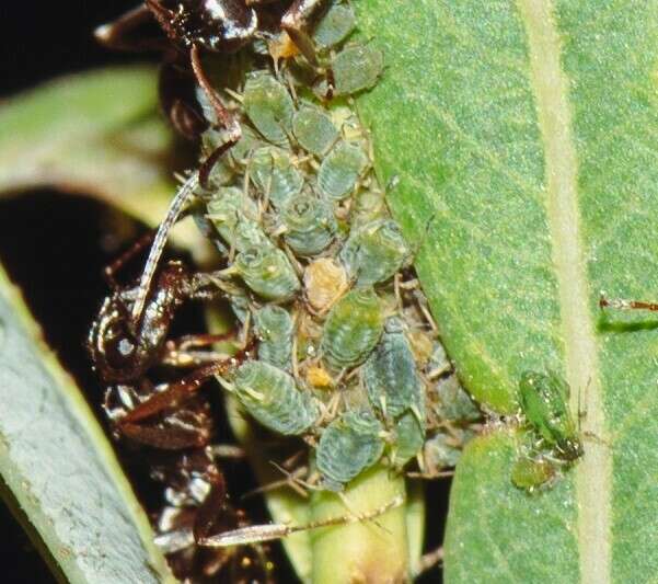 Image of Aphis (Aphis) farinosa Gmelin & J. F. 1790