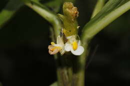 Image of Hylaeanthe unilateralis (Poepp. & Endl.) A. M. E. Jonker & Jonker