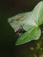 Image of Yellowlegged Clearwing Moth