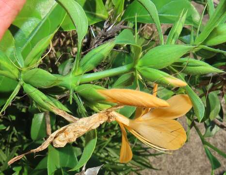 صورة Barleria prionitis subsp. delagoensis (Obermeyer) R. K. Brummitt & J. R. I. Wood