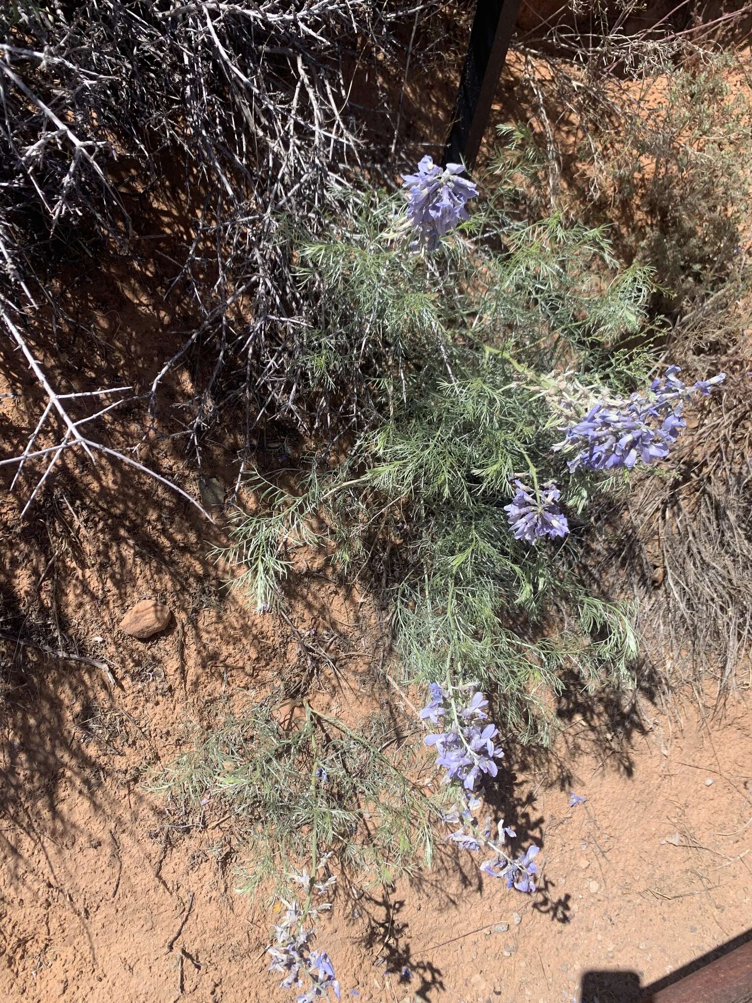 Слика од Sophora stenophylla A. Gray