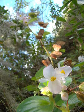 Image of clubed begonia