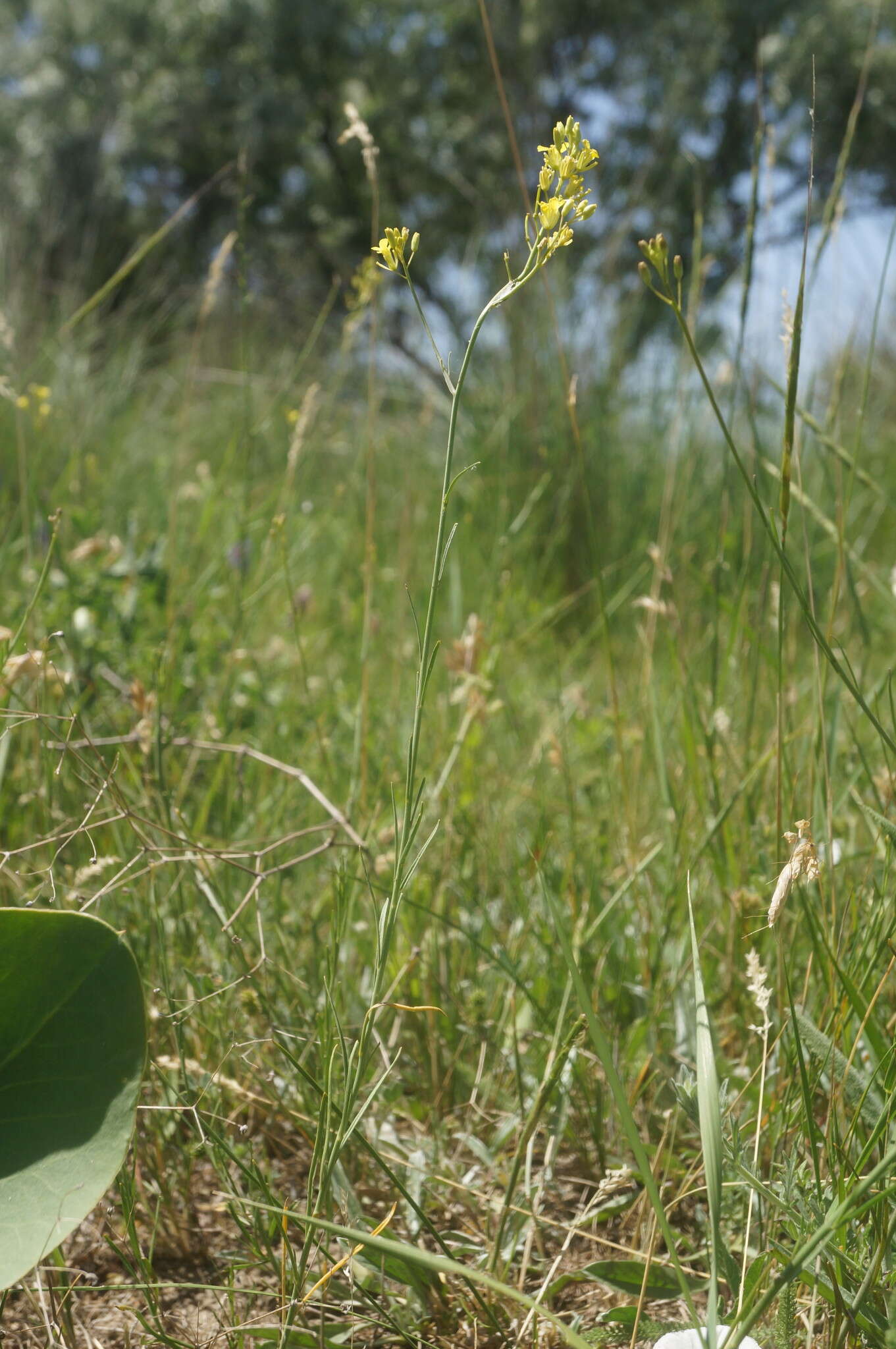 Image of Sisymbrium polymorphum (Murray) Roth