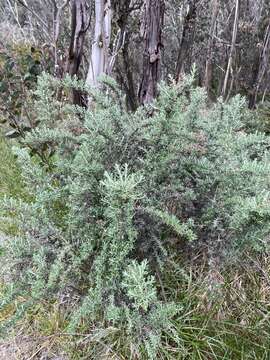 Image de Ozothamnus secundiflorus (Wakef.) A. A. Anderberg