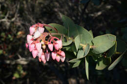 Image of Gabilan Mountains manzanita