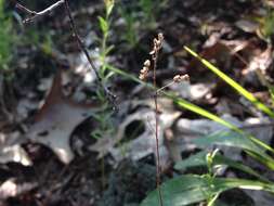 Image of largepod pinweed