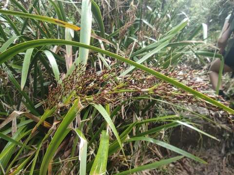 Слика од Machaerina iridifolia (Bory) T. Koyama