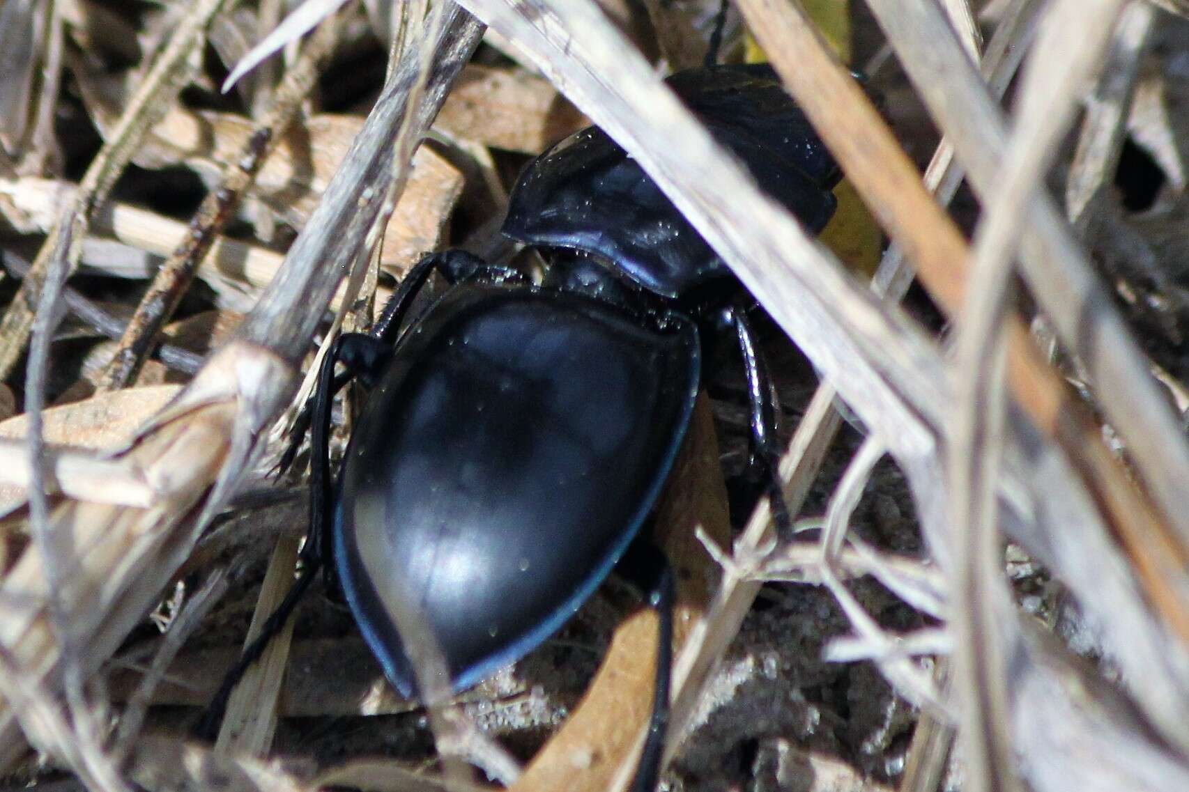 Image de Pasimachus (Pasimachus) elongatus Le Conte 1846