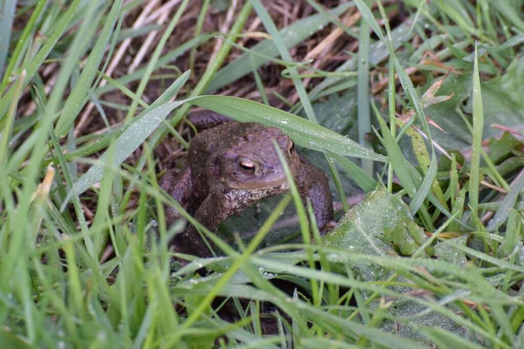 Image of Common Toad