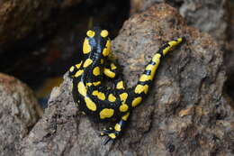 Salamandra longirostris Joger & Steinfartz 1994的圖片